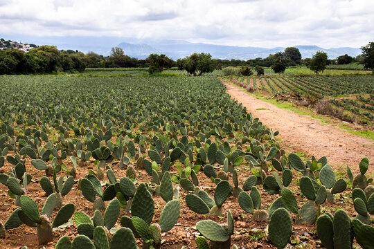 Agricultura plantío de nopal Morelos México campo verde nubes 