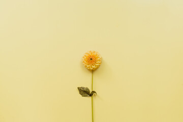 Orange flower dahlia on yellow pastel background. Minimal flowers composition. Flat lay, top view, copy space. Summer, autumn concept.