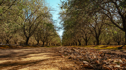 almond trees during harvest