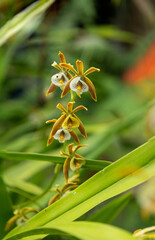 orquidea