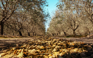 almond trees in autumn during harvest