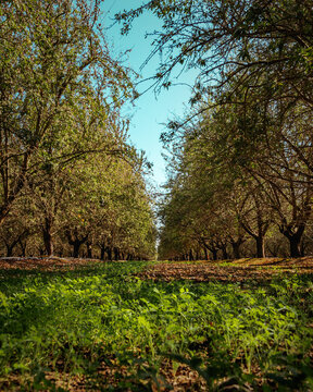 Almond Orchards