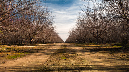 almond orchards during winter