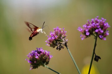 Hummingbird Moth