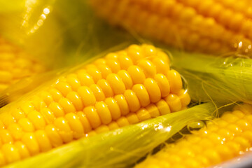 Cobs of sweet corn in water. Cooking corn. Selected focus
