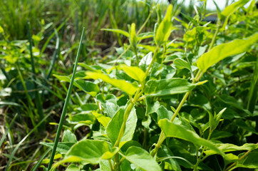 Fototapeta premium 植物