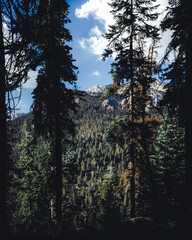 mopuntain and trees through the forest