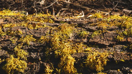 Fototapeta na wymiar the texture of a tree with moss