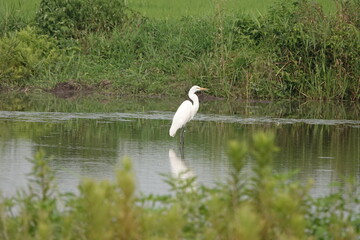 池の中でじっと魚を待つ白鷺。