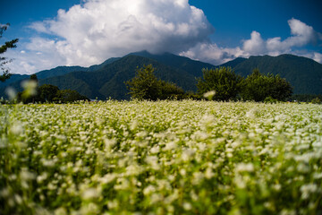 長野、ソバの花と山