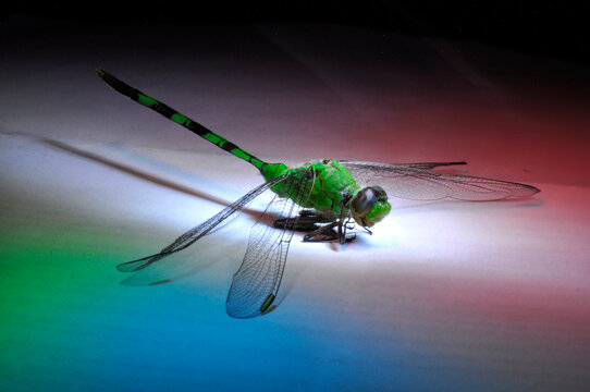 insecto, libelula, colores insecto, novedad en natural, macro insecto, bicho raro, elicoptero insecto