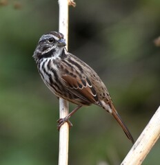A song sparrow (Melospiza melodia) clinging to a dry plant stem