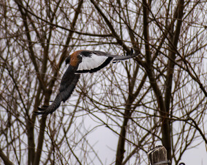 hawk in flight