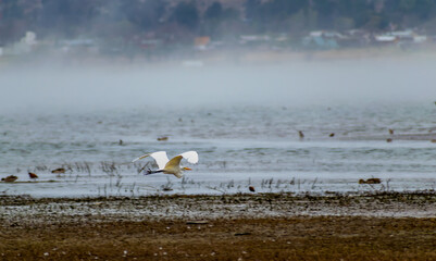 white heron