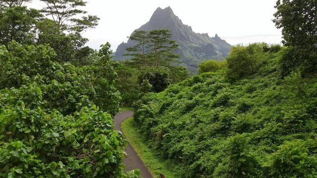 Tourist couple walk on hike in green jungle forest of Mount Rotui.  Moorea, Tahiti French Polynesia. Tropical paradise, outdoor hikes in nature, Tahiti adventure vacation. Drone aerial shot 4k. 