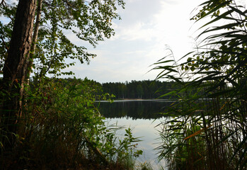 peaceful lake in the forest