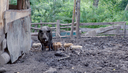 Hungarian mangalica, pig and piglets