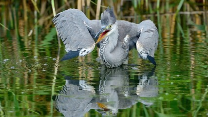 仲間とのバトル中に脅すアオサギの真剣な表情