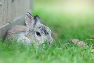 rabbit in the garden