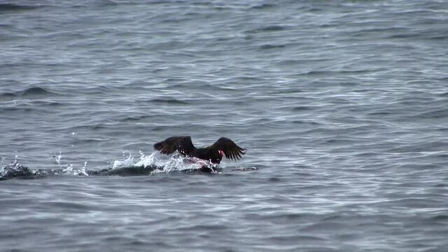 Adult Tufted Puffin lone swimming in summer time in Alaska and flapping her wings at the end of the frame. Puffins are not endangered but they are threatened by human activities.
