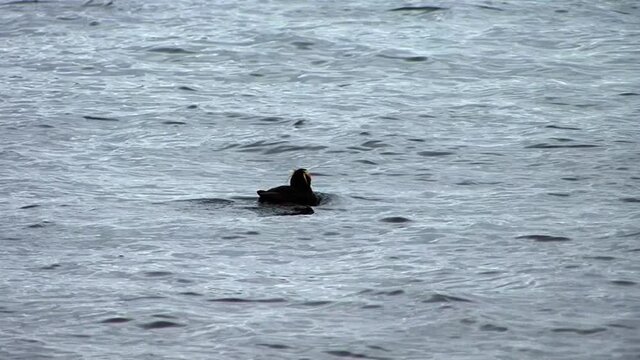 Adult Tufted Puffin, swimming in summer time in Alaska. Puffins are not endangered but they are threatened by human activities.