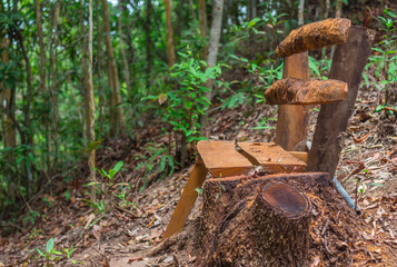 Wooden chairs placed in the forest to allow tourists to sit and take a break and enjoy the natural view.