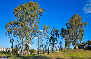Gum Trees and Garden at a Lake Mulwala Resort