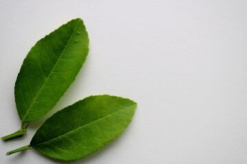 植木鉢で育てたレモンの葉　夏　白バック