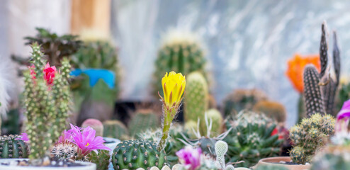 Colorful of beautiful cactus or succulents in the pot pattern background,used for decoration home, office, living room or garden.