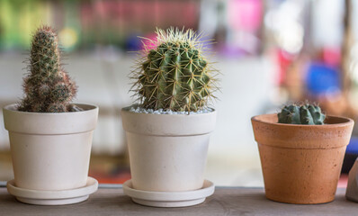 Colorful of beautiful cactus or succulents in the pot pattern background,used for decoration home, office, living room or garden.