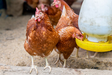 Organic Farming and feeding chicken in the farm.