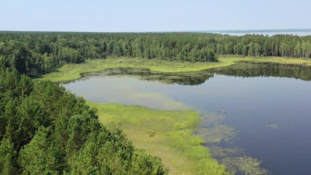 Aerial video of forest boggy lake in the Karakansky pine forest near the shore of the Ob reservoir.