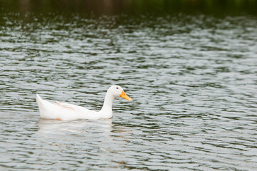 white swan swimming in the lake