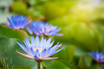 Obraz premium purple lotus flower