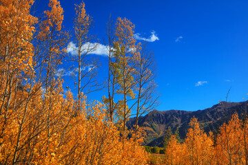Tall Aspen trees against blue sky in autumn time
