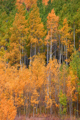 Fototapeta premium Colorful Aspen trees in autumn time 