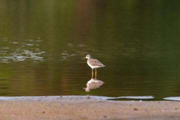 Greater Yellowlegs standing over its reflection in calm lake