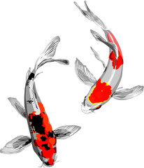 vector illustration of a couple of Japanese carp fish