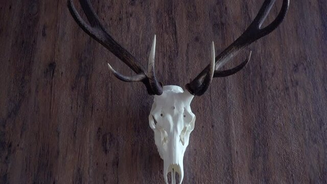 Old deer antler on the wall