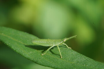 vegetable grasshopper
