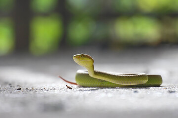 green tree python
