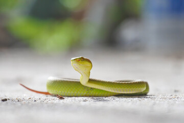 green tree python