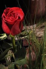 Rosas rojas hermosas, naturaleza expresiva, rojas, amor, cariño, comprension, creacion divina, mensaje  de amor