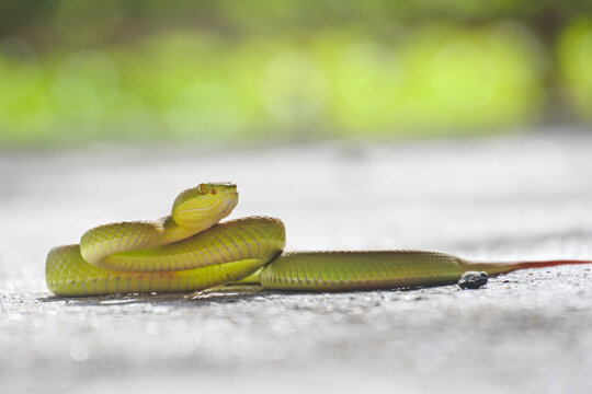 green snake on a branch