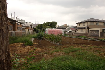 Fototapeta na wymiar 夏の終わりの日本の畑