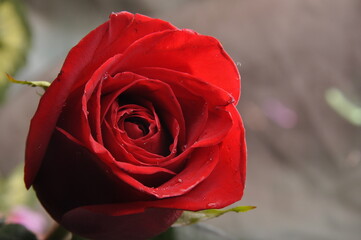 Rosas rojas hermosas, naturaleza expresiva, rojas, amor, cariño, comprension, creacion divina, mensaje  de amor