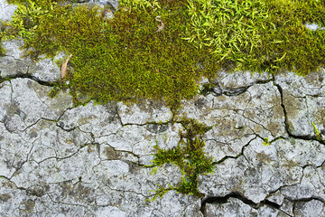 Green sphagnum moss on a cracked granite slab. Ruins background texture.