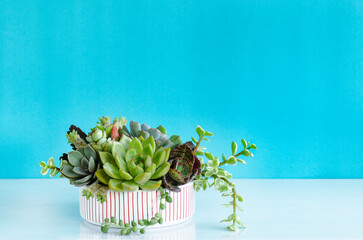 Mix of green echeveria, sedum,crassula succulent plant arrangement in ceramic pot on white table top ,blue background - Powered by Adobe