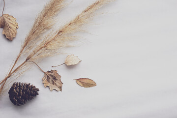 Fluffy reed and dried leaves composition. Fall & autumn theme. Soft neutral colors. Beige, brown, white. Empty space for text.