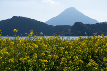 菜の花畑